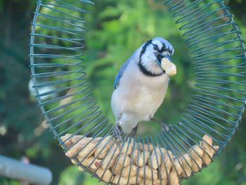 Close-up of a blue jay perching on a bird feeder 