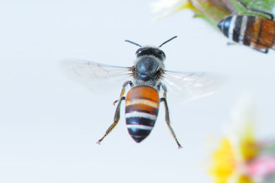 Close-up of bee flying