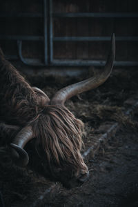 Highland cattle with long hair on a farm in the black forest, germany.