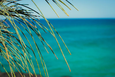 Close-up of plants against sea