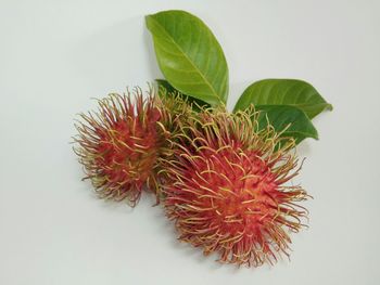 Close-up of orange fruit against white background