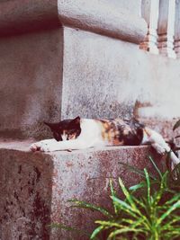 Portrait of cat sitting on retaining wall