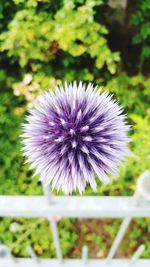 Close-up of purple flower blooming outdoors