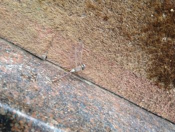 High angle view of insect on footpath