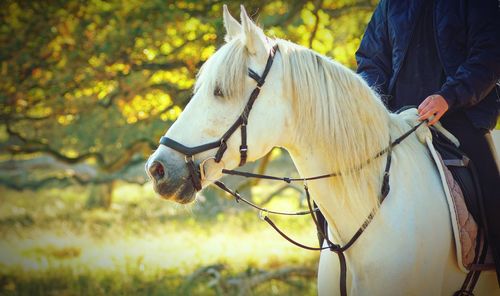 Close-up of a horse