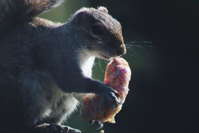 Close-up of pig eating food