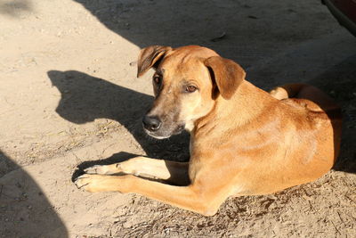 High angle view of dog sitting on sand