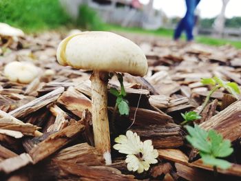 Close-up of mushrooms growing outdoors