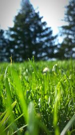 Close-up of grass growing in field