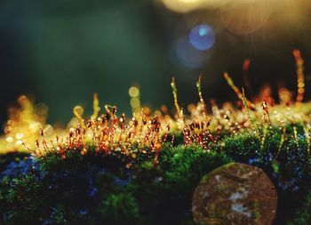 Close-up of plants growing on field at night