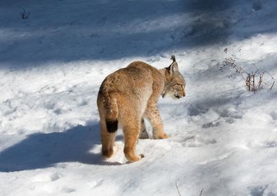 Full length of a horse on snow covered field