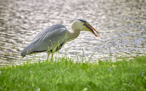 Gray heron on grass