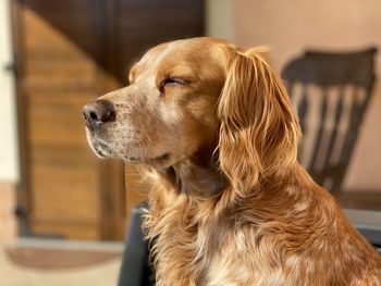 Close-up of dog looking away