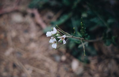 Close-up of white flowering plant