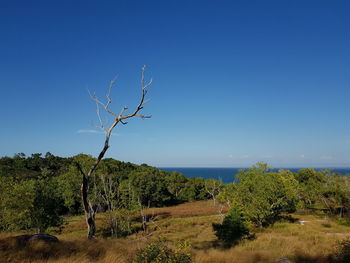 Trees on field against clear blue sky