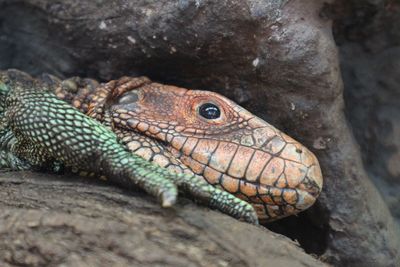 Close-up of komodo dragon on rock