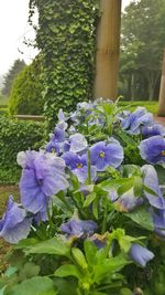 Close-up of purple flowers blooming outdoors