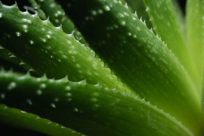 Full frame shot of green leaf