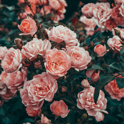 Close-up of pink roses