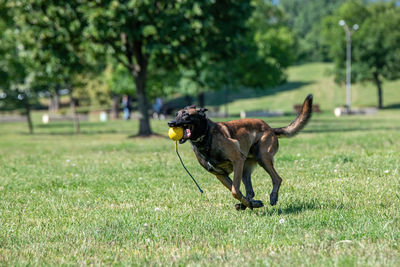 View of a dog on field