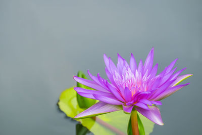 Beautiful purple lotus flower and pink petal in a pond or pool.