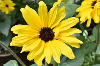 Close-up of yellow flower