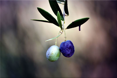 Close-up of fruits growing on plant