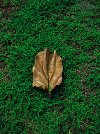 High angle view of maple leaf on grass