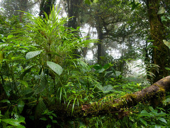Trees growing in forest