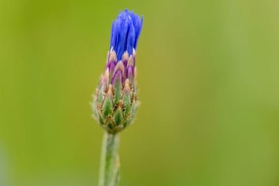 Close-up of purple flowering plant