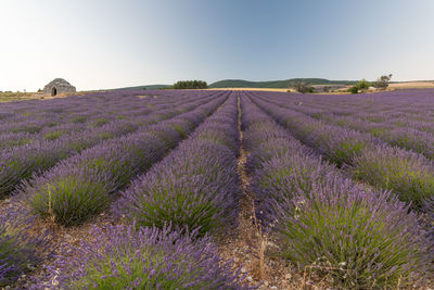 Purple flowering plants on field against sky