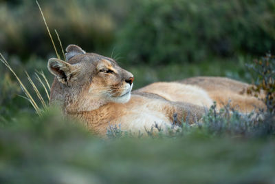 Close-up of lioness