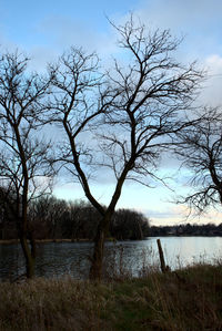 Bare trees on field by lake against sky