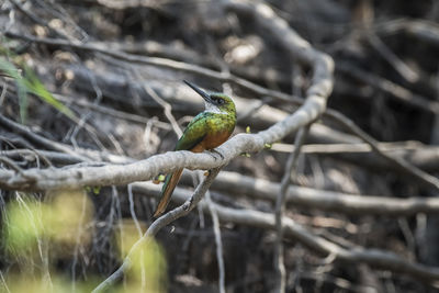 Close-up of bird perching on branch