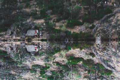 High angle view of trees in forest