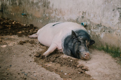 Closeup of sleeping pig in the mud