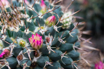 Close-up of flowers blooming outdoors