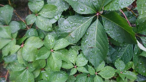 Close-up of wet plant leaves during rainy season