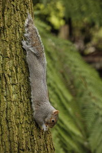 Close-up of squirrel on tree