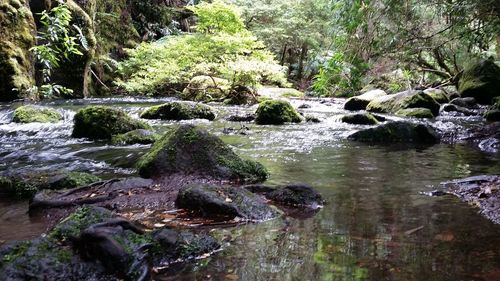 Scenic view of waterfall in forest