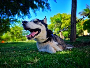 Close-up of dog on grassy field