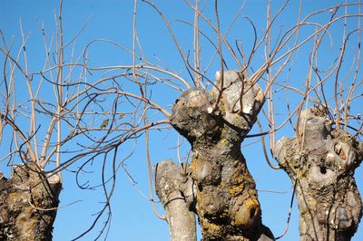 Low angle view of trees against blue sky