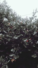 Close-up of flowering plants against sky