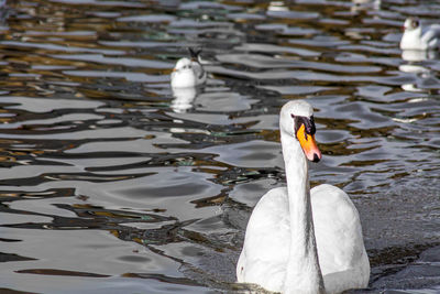 Swan swimming in lake