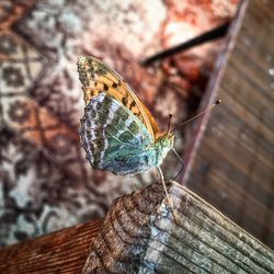 Close-up of butterfly on leaf