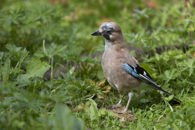 Close-up of bird perching on a field