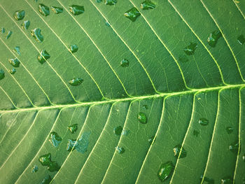 Full frame shot of green leaves