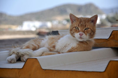 Portrait of cat relaxing on table