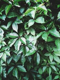 Full frame shot of leaves