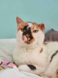 Portrait of cat relaxing on bed at home